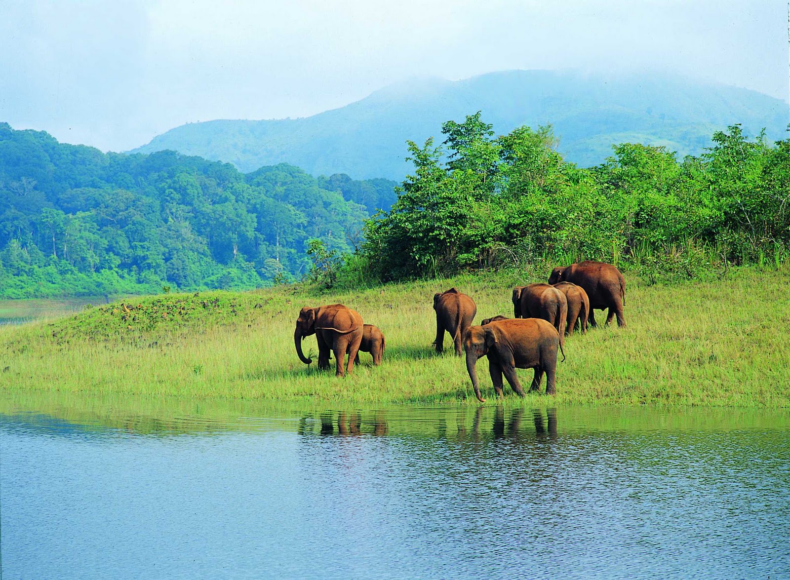 Munnar Hills
